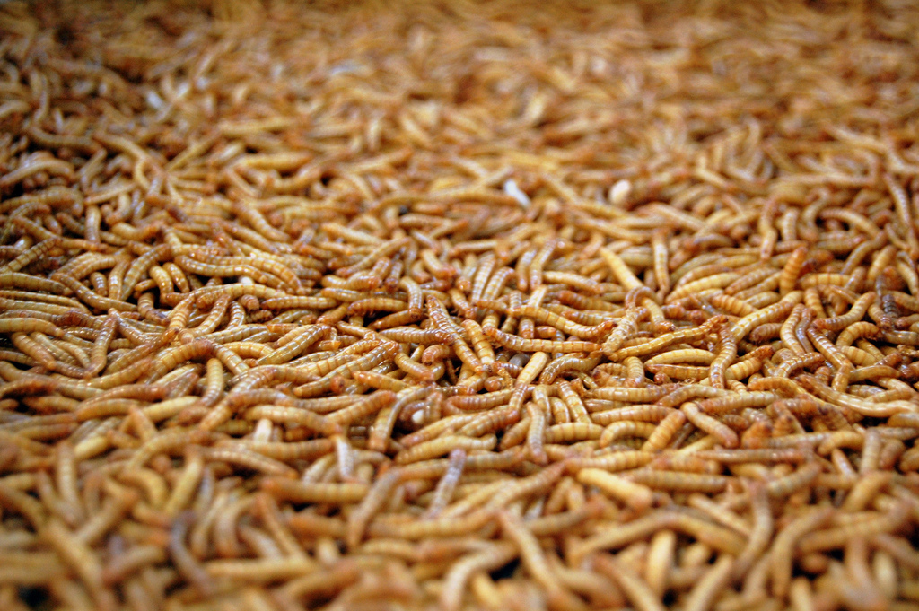 inverse is going to sxsw but we need your help inverse the future of food jpeg