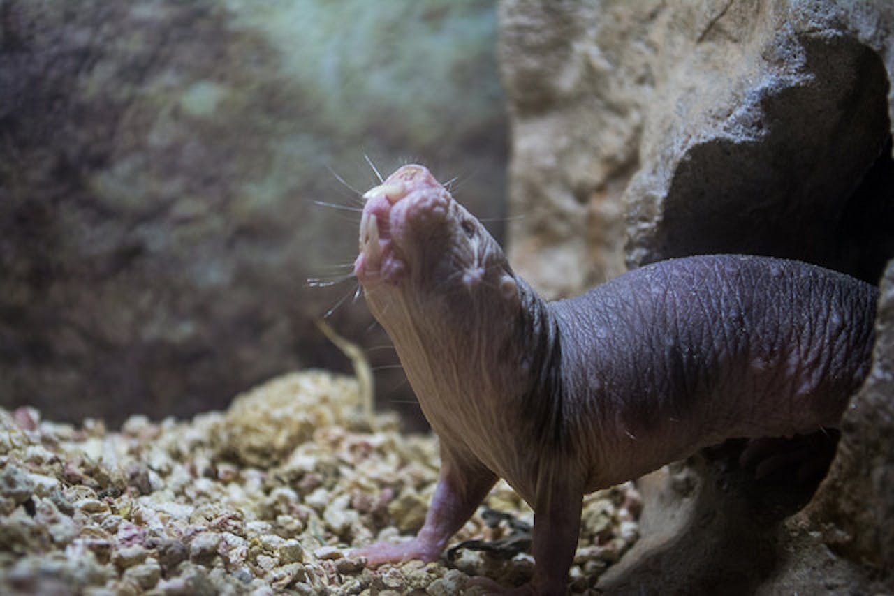 Naked Mole Rats Defy Mortality Laws, May Hold Secret To -3493