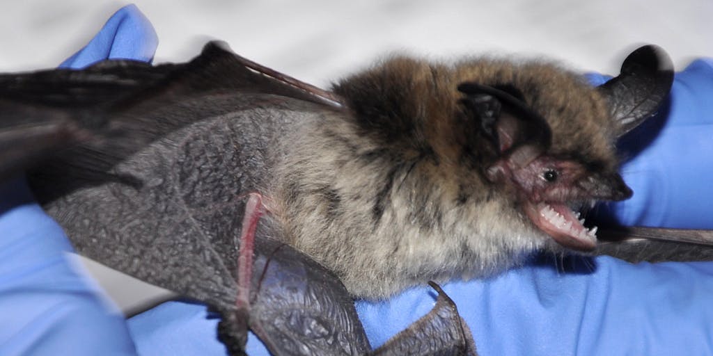 Video Shows Bat With Rabies, Like the One That Killed a Utah Man Inverse