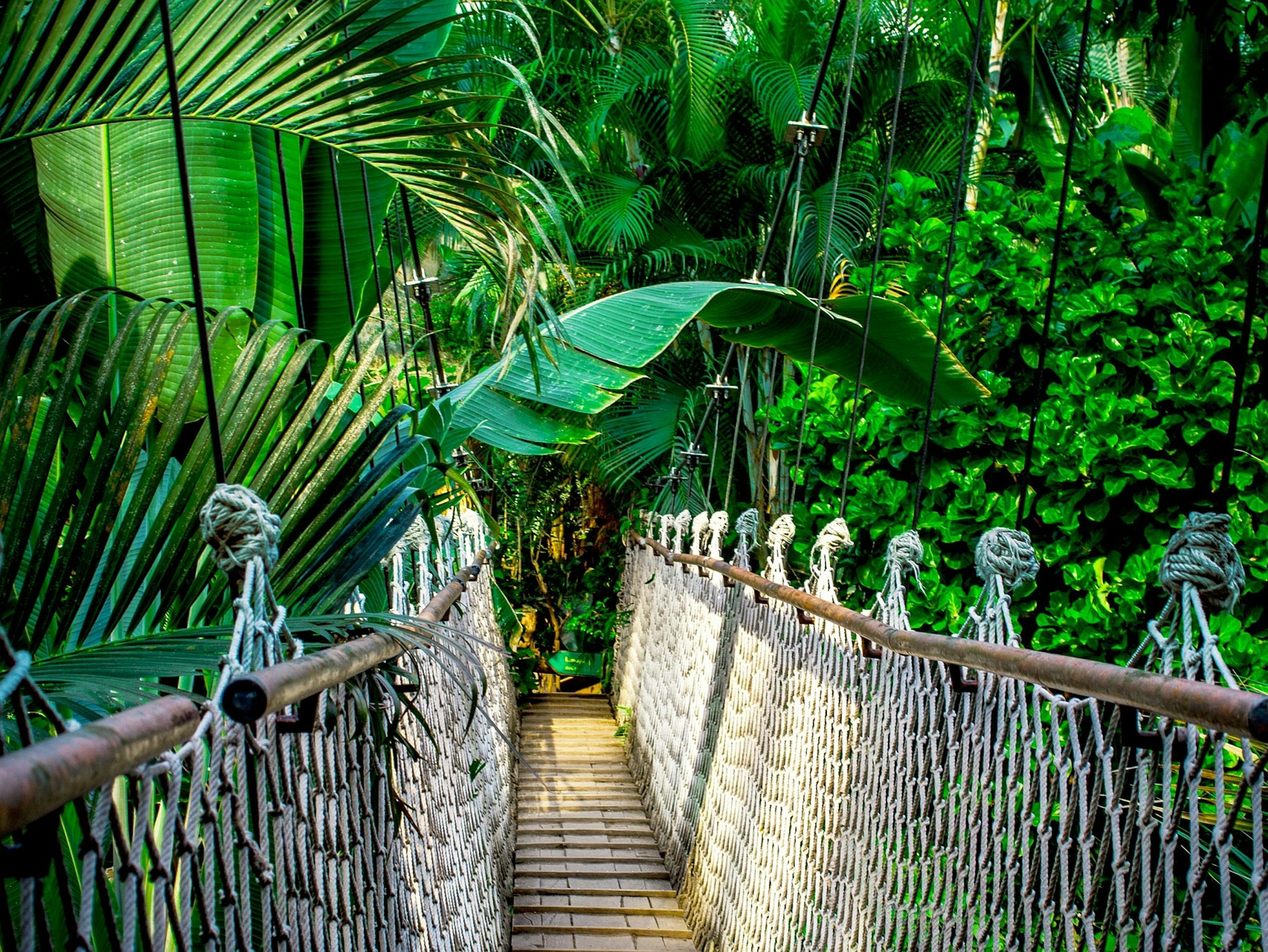 Amazon rainforest