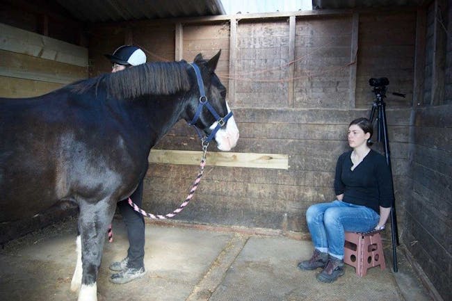 horse and researcher making neutral face