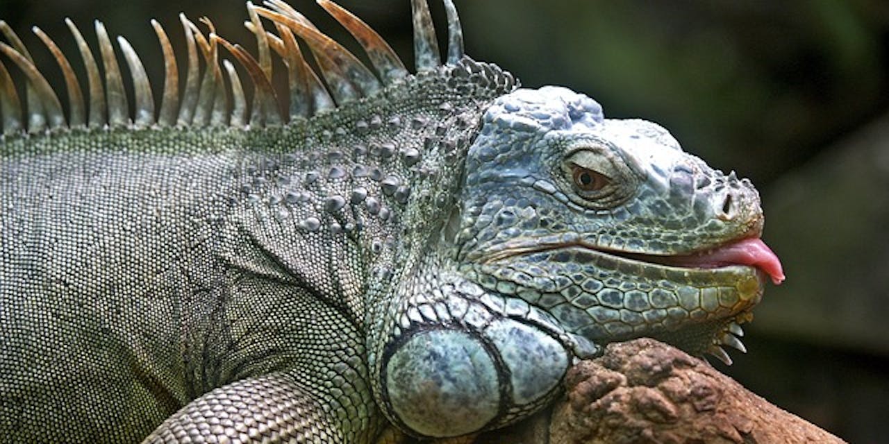 iguana