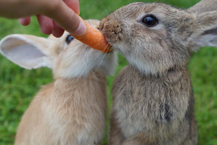 rabbits