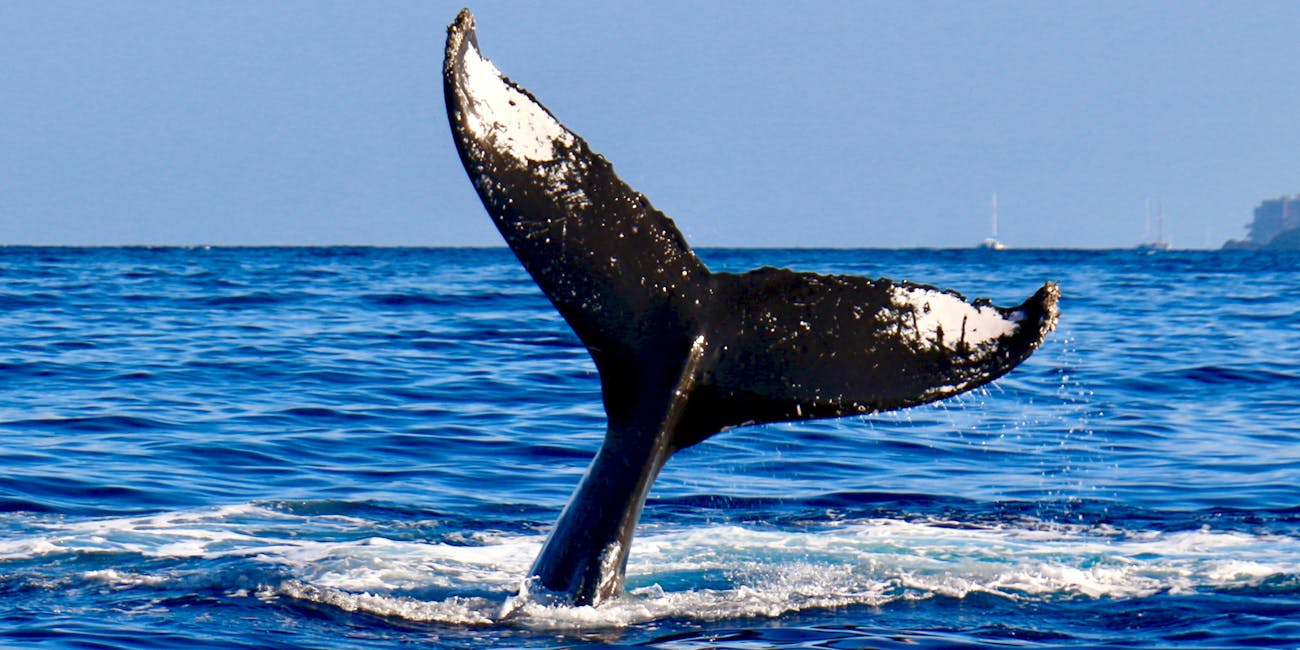 whale