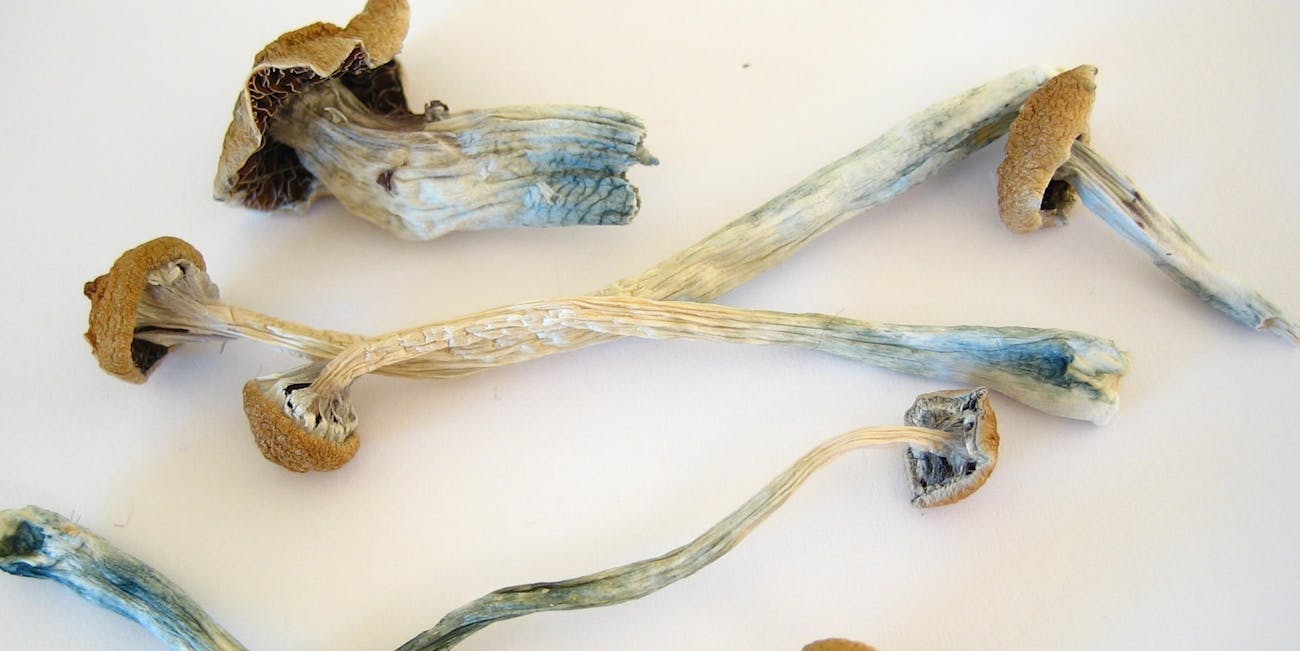 magic mushrooms