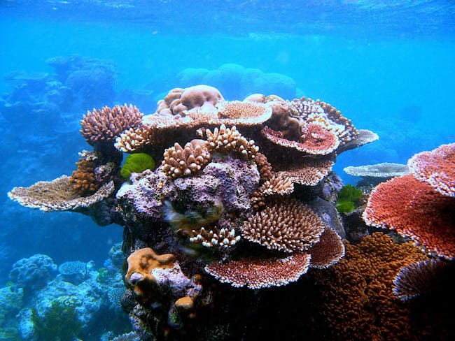 coral reef hawaii