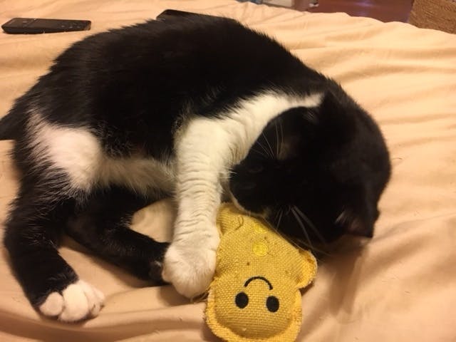 Miso cat