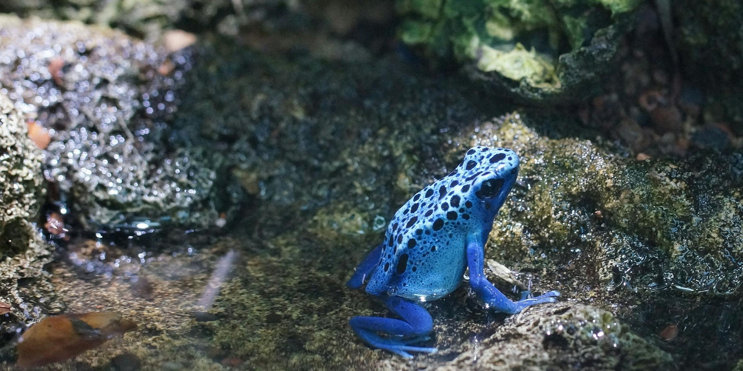 poison frogs