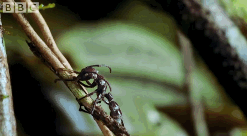 it-turns-out-the-zombie-cordyceps-fungus-leaves-ant-brains-intact.gif