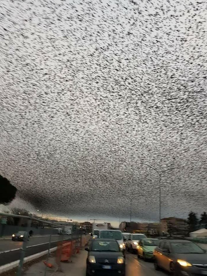 thousands-of-starlings-flood-the-sky-over-rome-in-this-viral-reddit-image-posted-thursday.jpeg