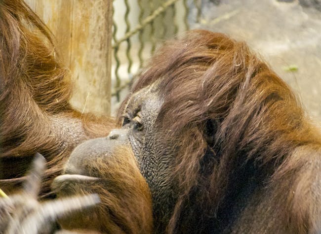 Orangutan