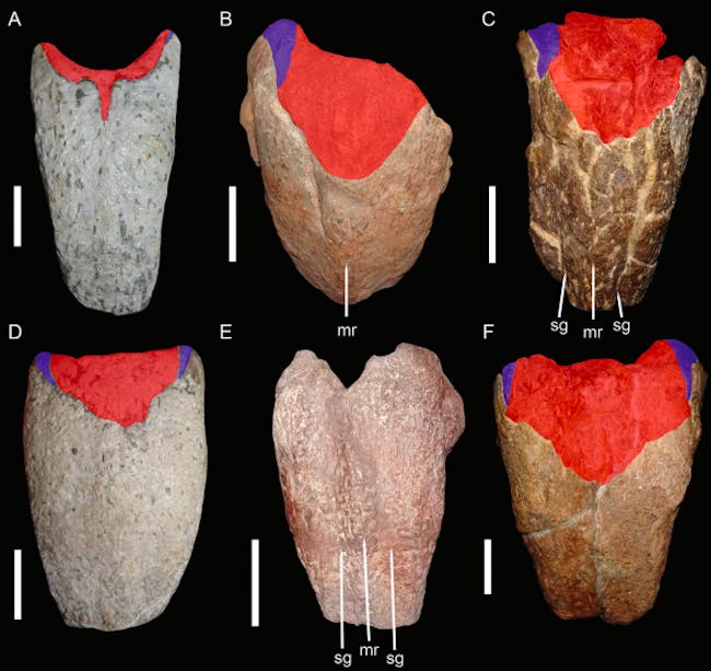 dicynodont fossils