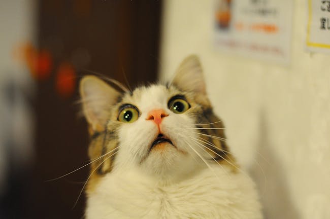 Scared cat is really scared