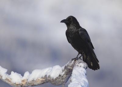 raven in the snow