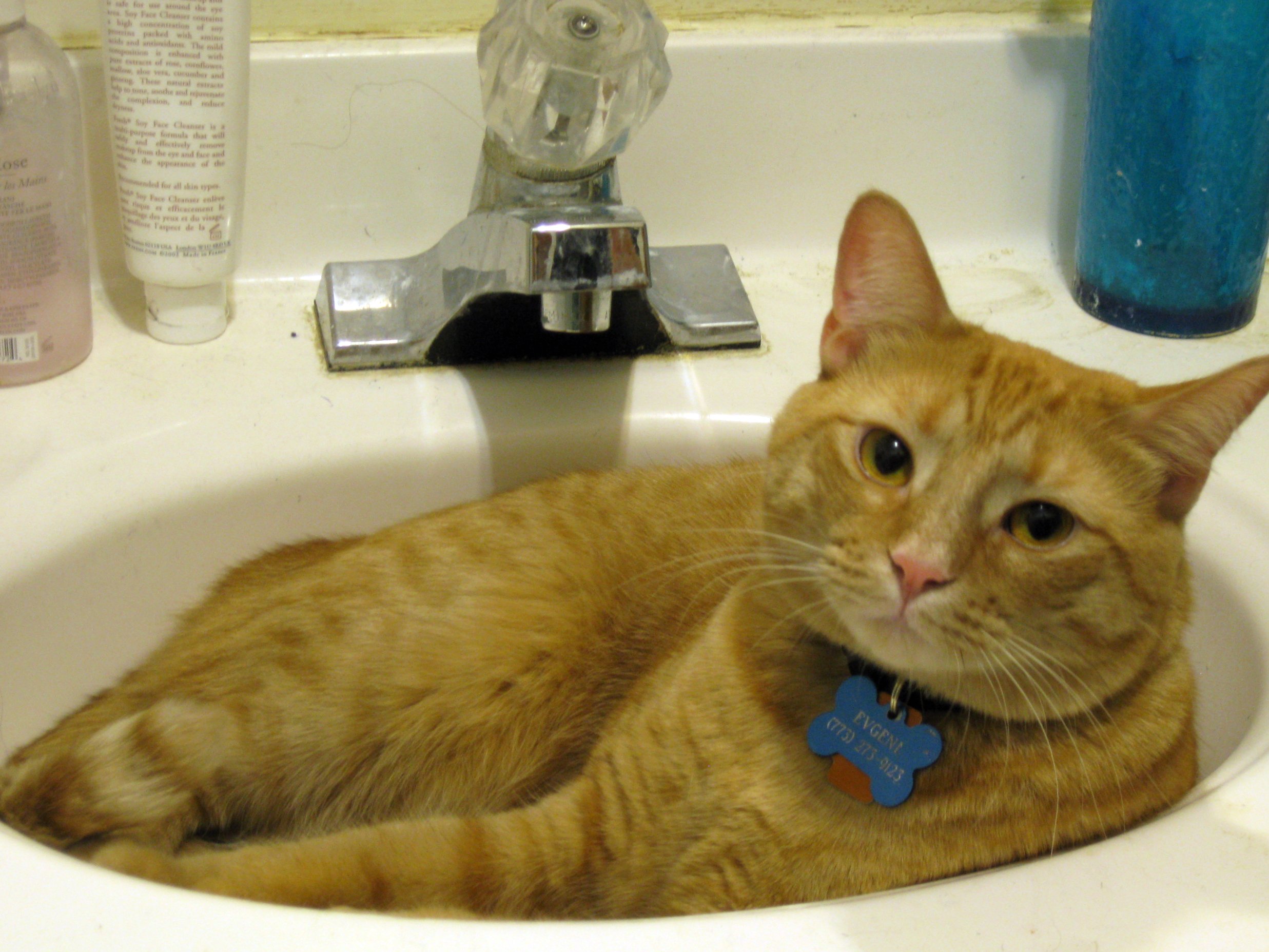 Why Cats Love Drinking From The Sink According To Science