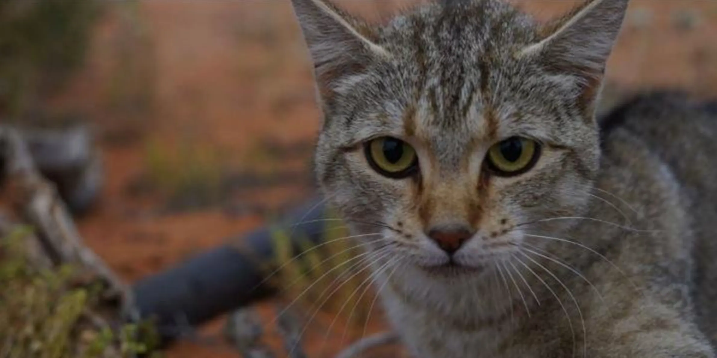 Australia Wants To Use Wild Dogs To End The Feral Cat Takeover Inverse Australia Wants To Use Wild Dogs To End The Feral Cat Takeover Inverse