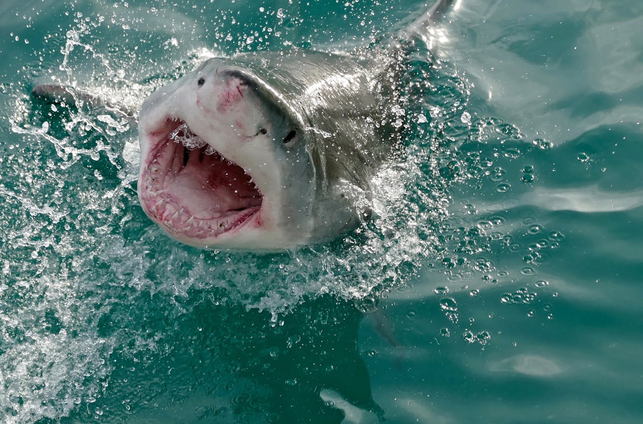 Great White Shark (Carcharodon carcharias)