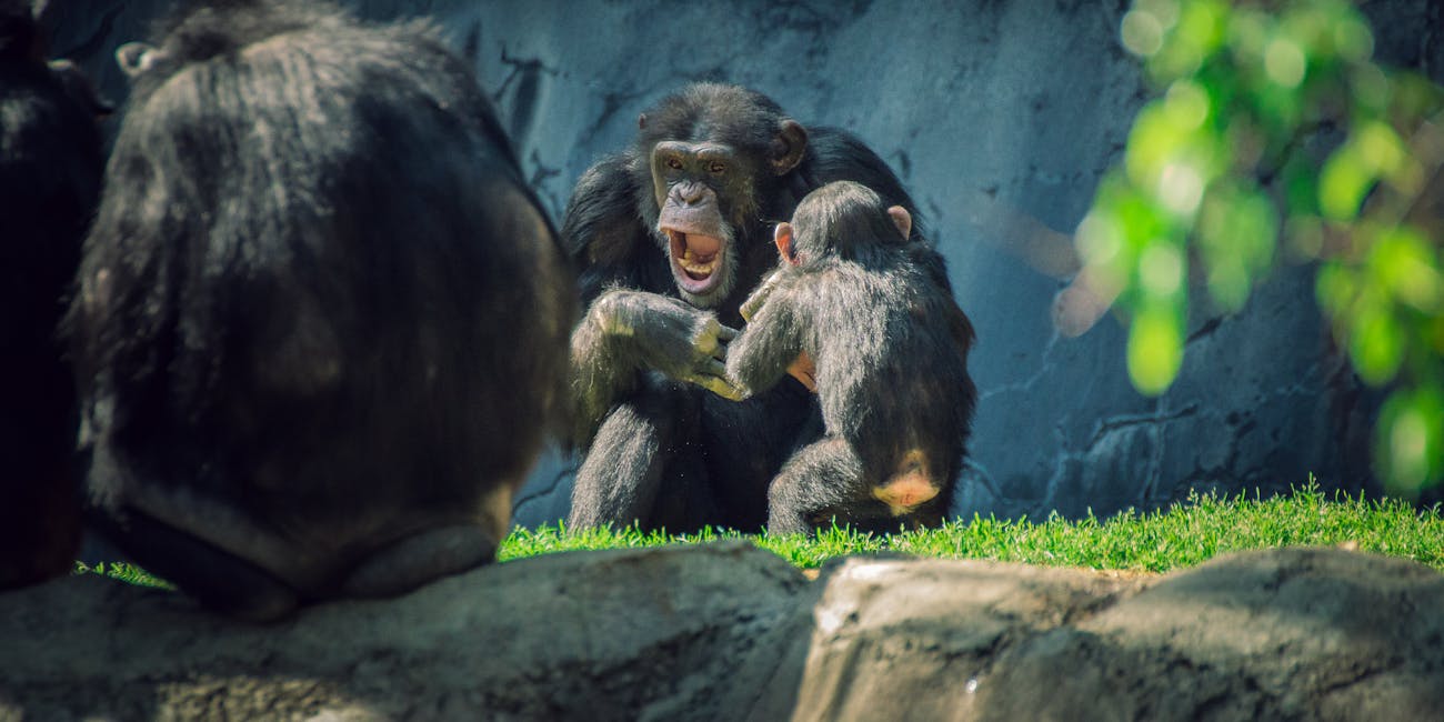 chimp cannibalism extends to