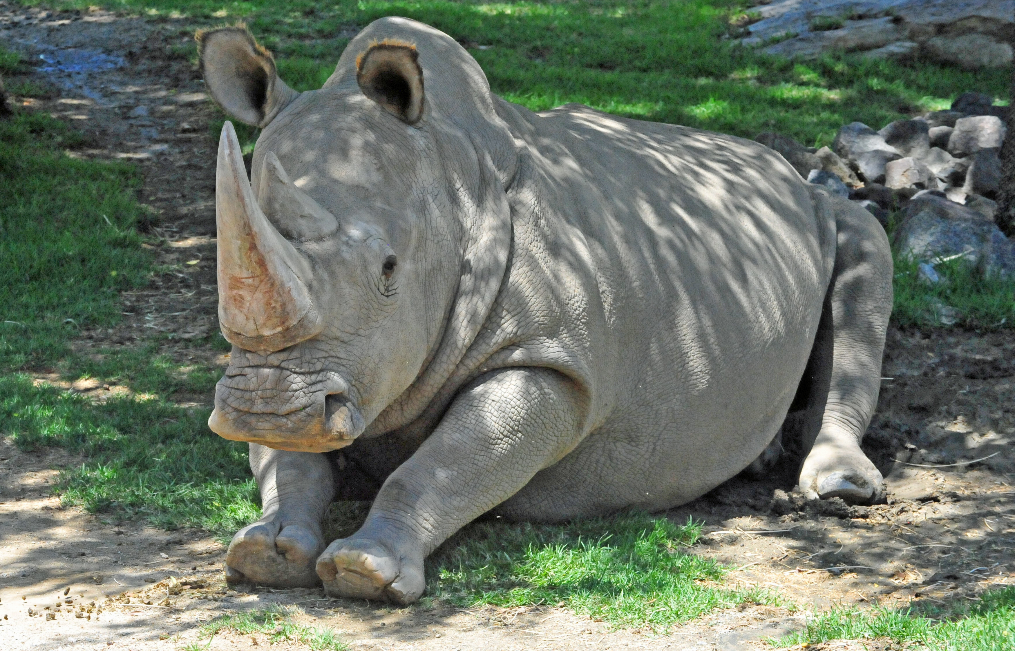 white rhinoceros drug white rhinoceros drug