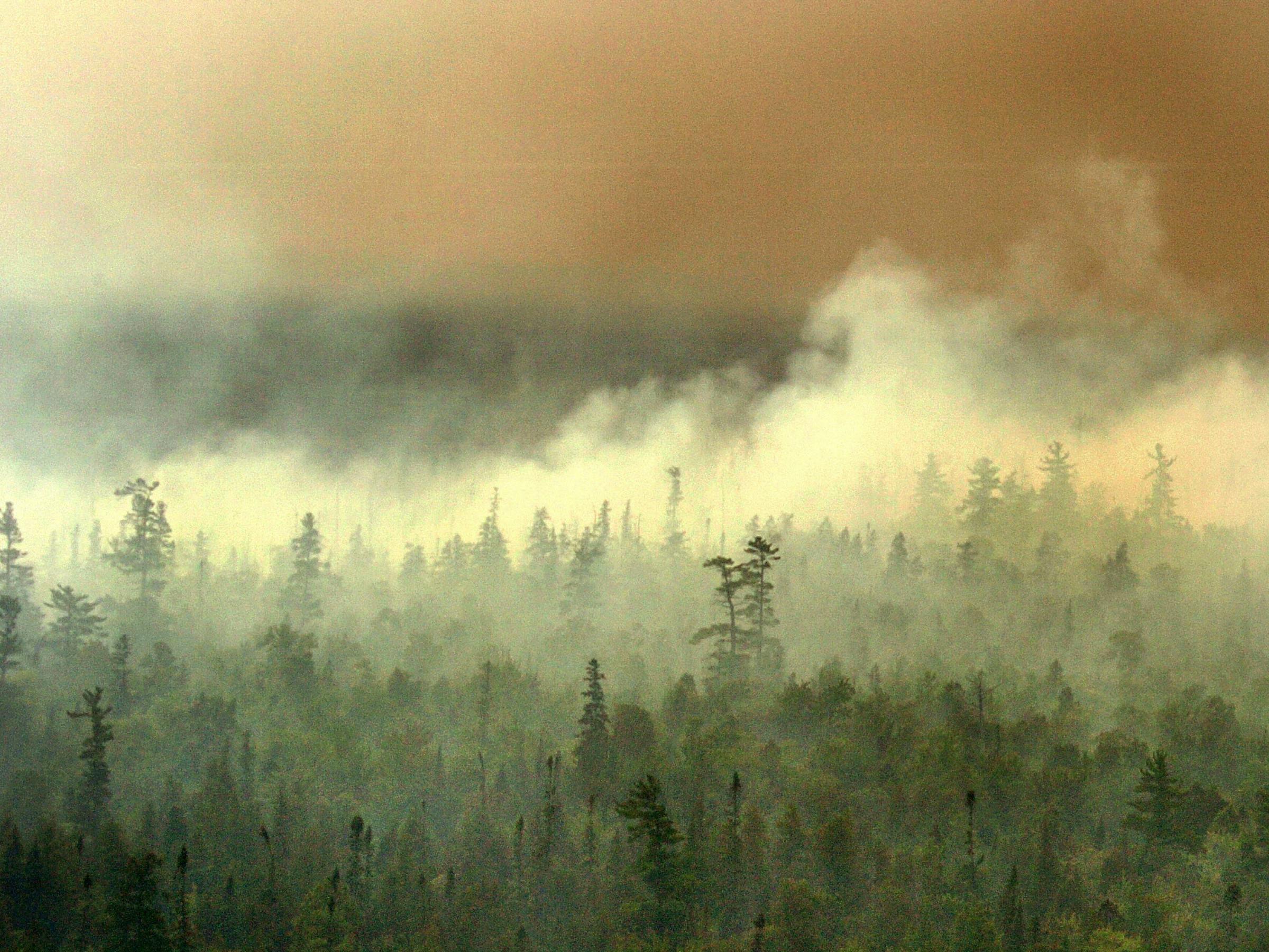 Forest Fire