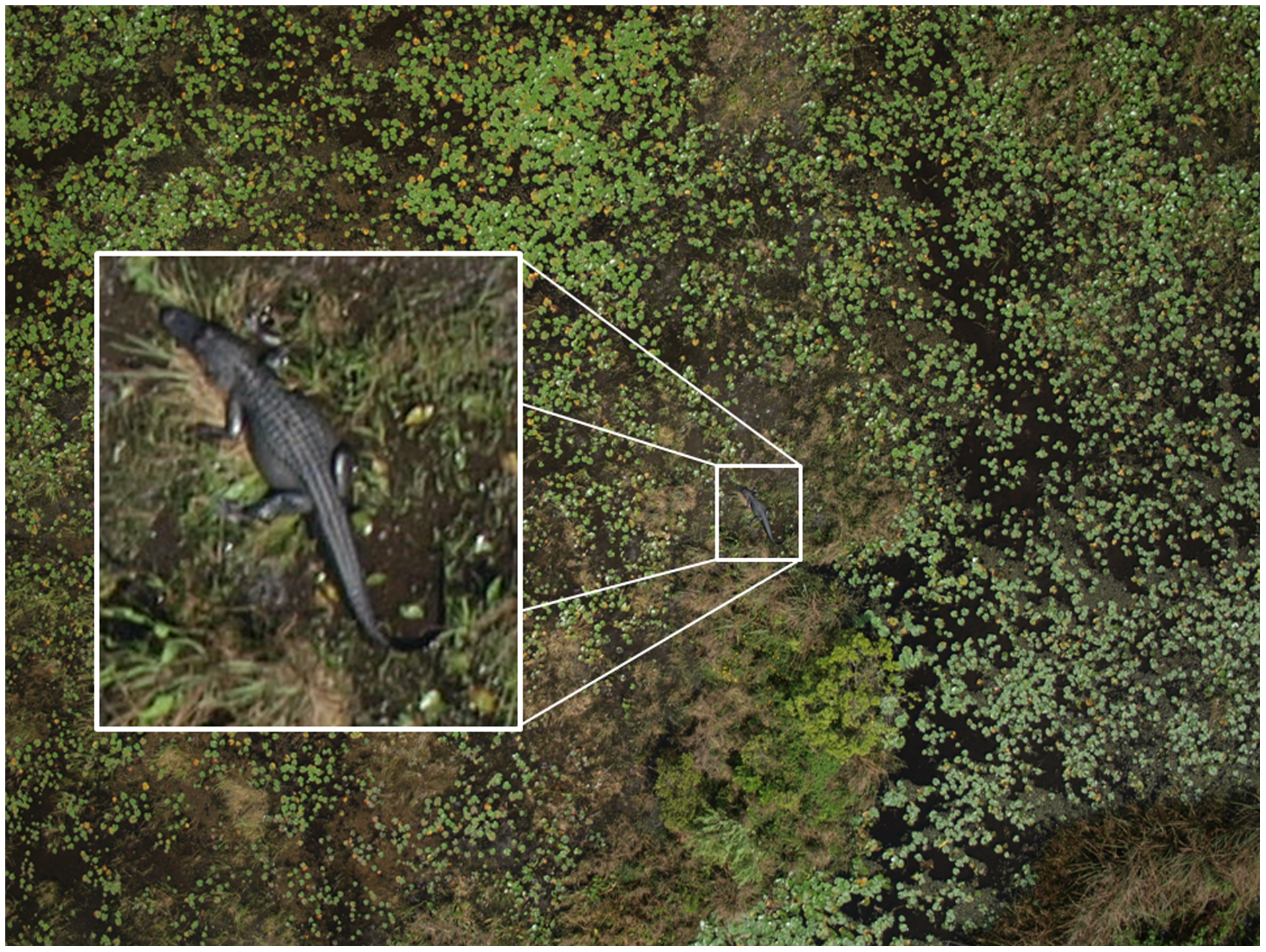 Martin et al. 2012, &ldquo;Estimating Distribution of Hidden Objects with Drones: From Tennis Balls to Manatees&rdquo;