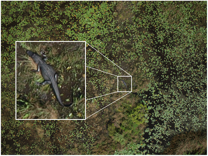 Martin et al. 2012, “Estimating Distribution of Hidden Objects with Drones: From Tennis Balls to Manatees”
