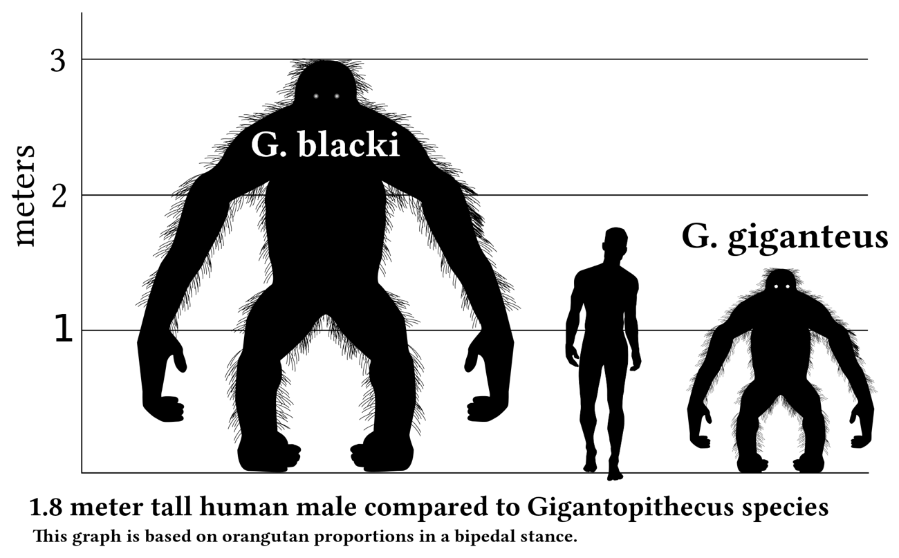 gigantopithecus blacki size weight height volume king kong human orangutan