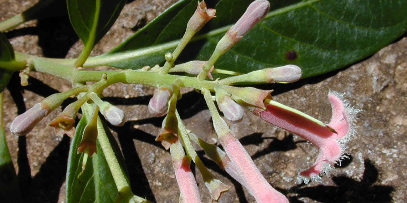 starr-020518-0003-Cinchonacalisaya-flowers-MakawaoForest_Reserve-Maui
