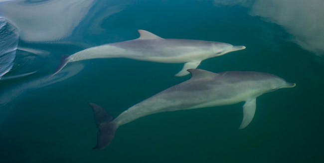 Dolphins