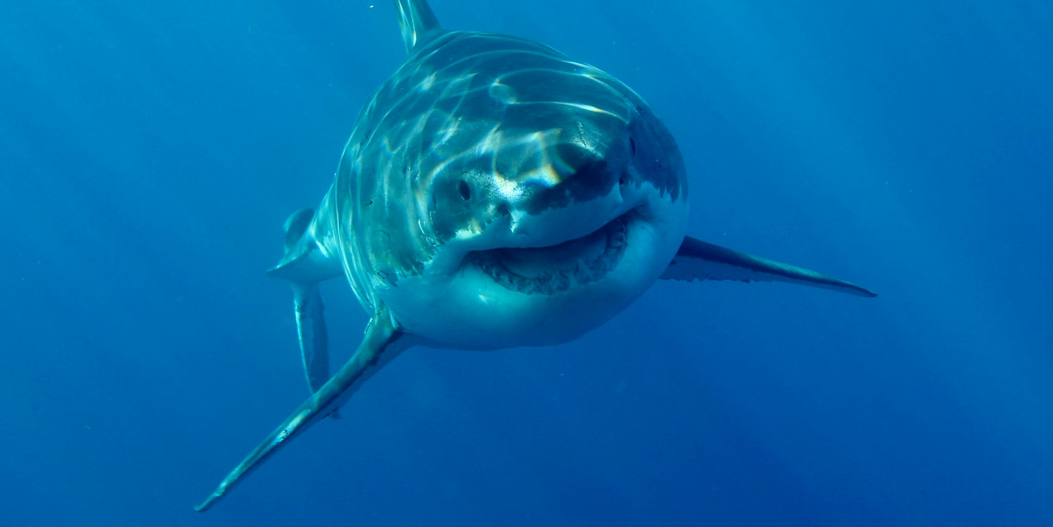 Image result for Twitter sharks