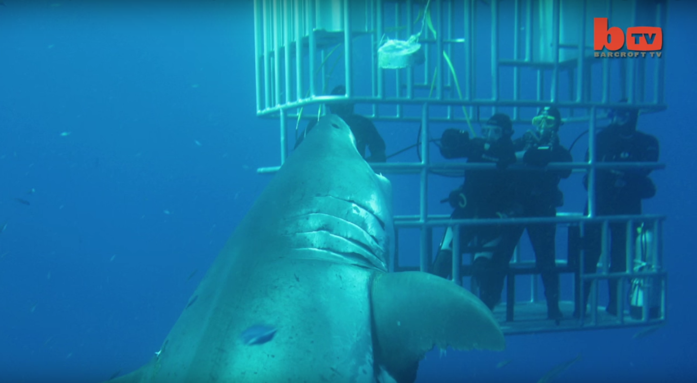 New Footage Of Largest Shark Ever Filmed Released Inverse   Cagepng 