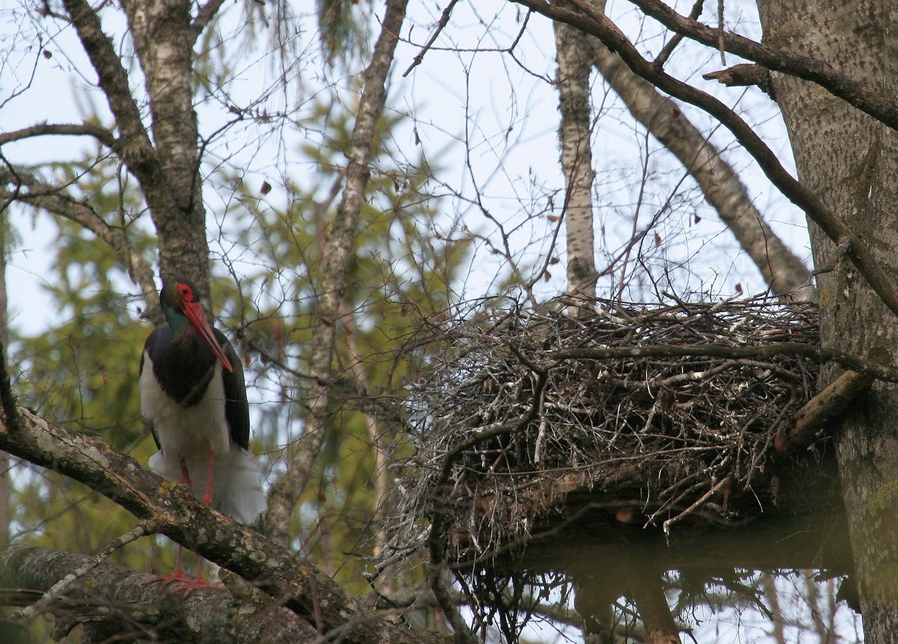 lonely black stork