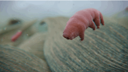 Image result for tardigrade