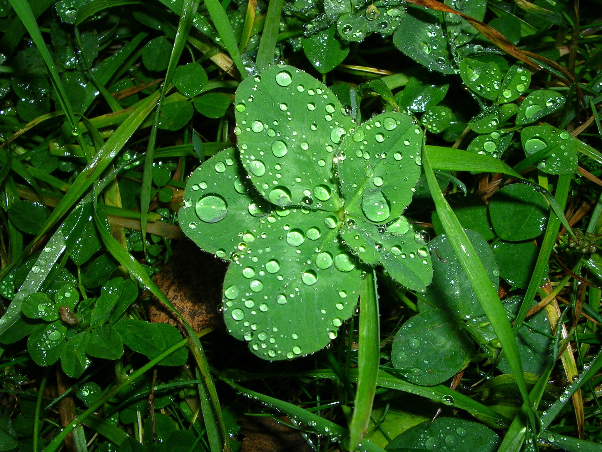 Fibonacci Sequence Explains Why FourLeaf Clovers Are So