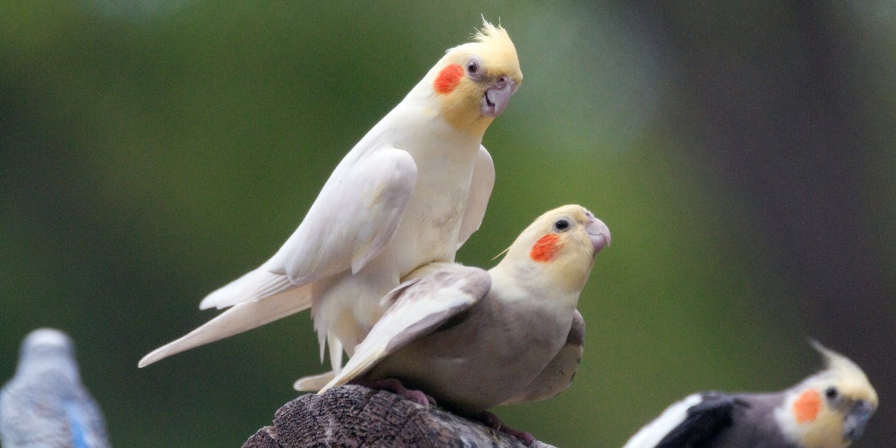Parakeets Mating