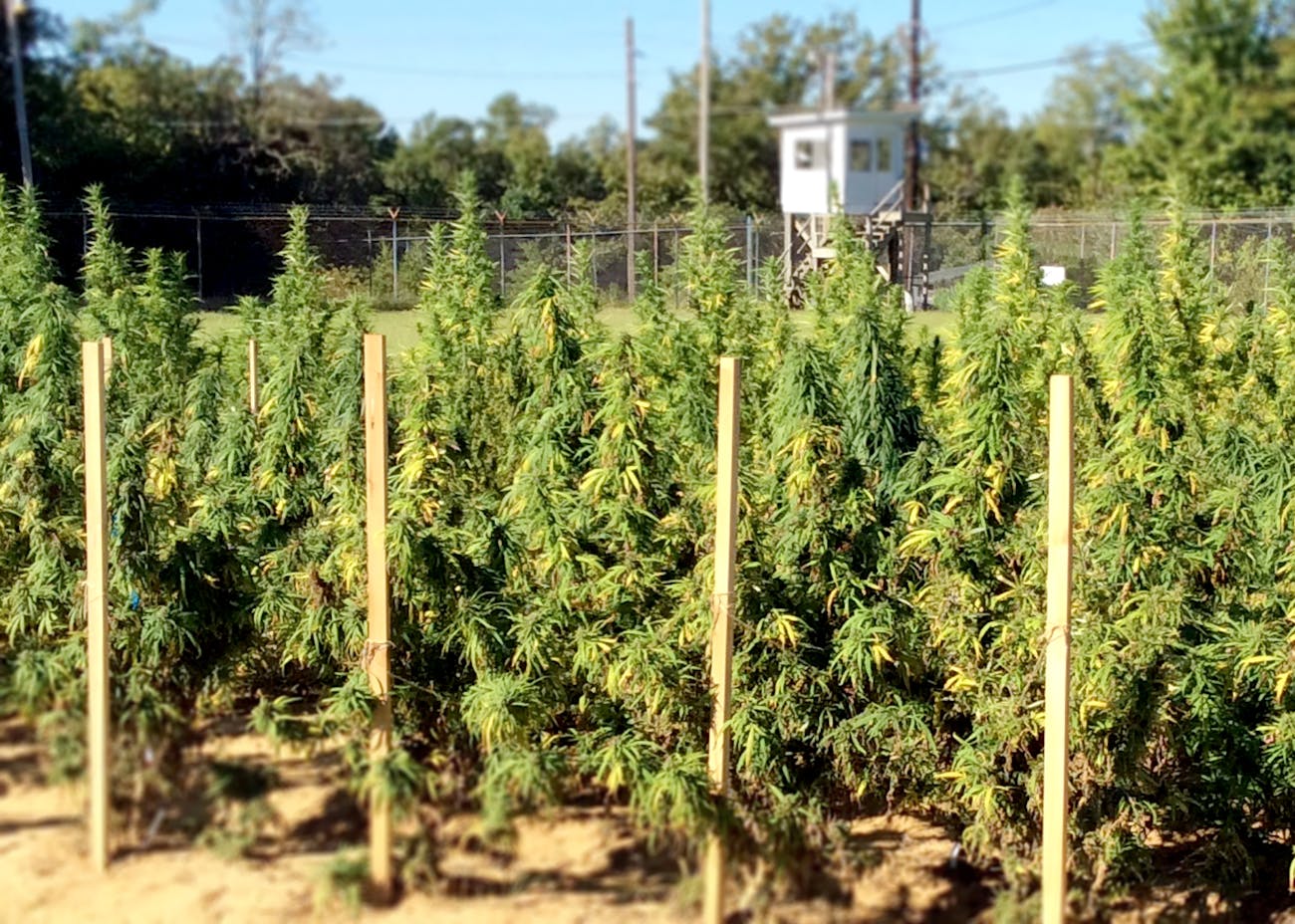 Security at Grow Site