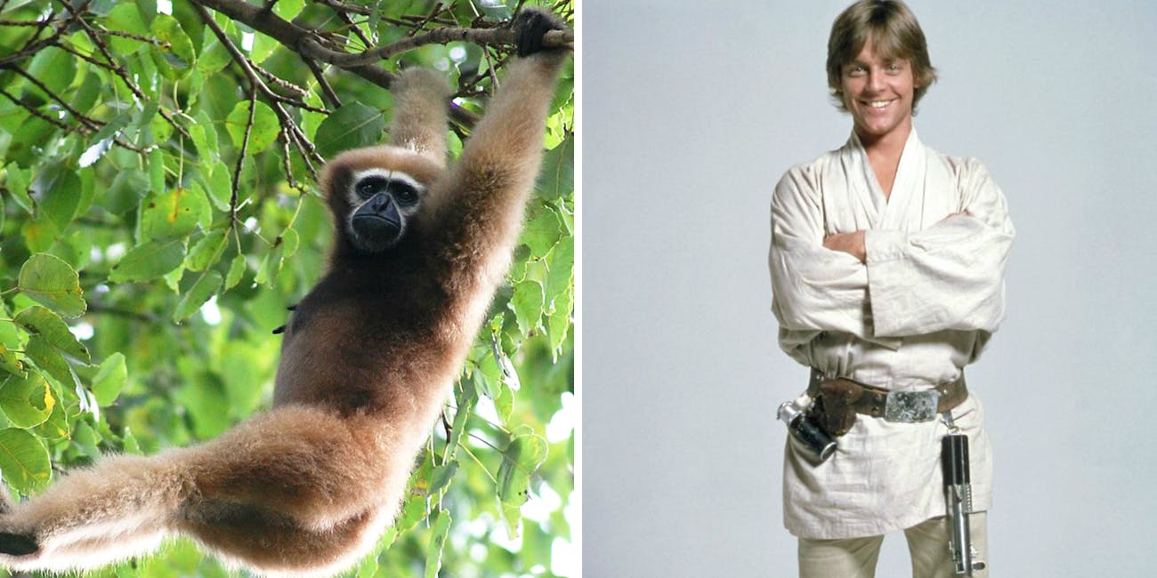 Researchers name a new species of monkey after Star Wars.