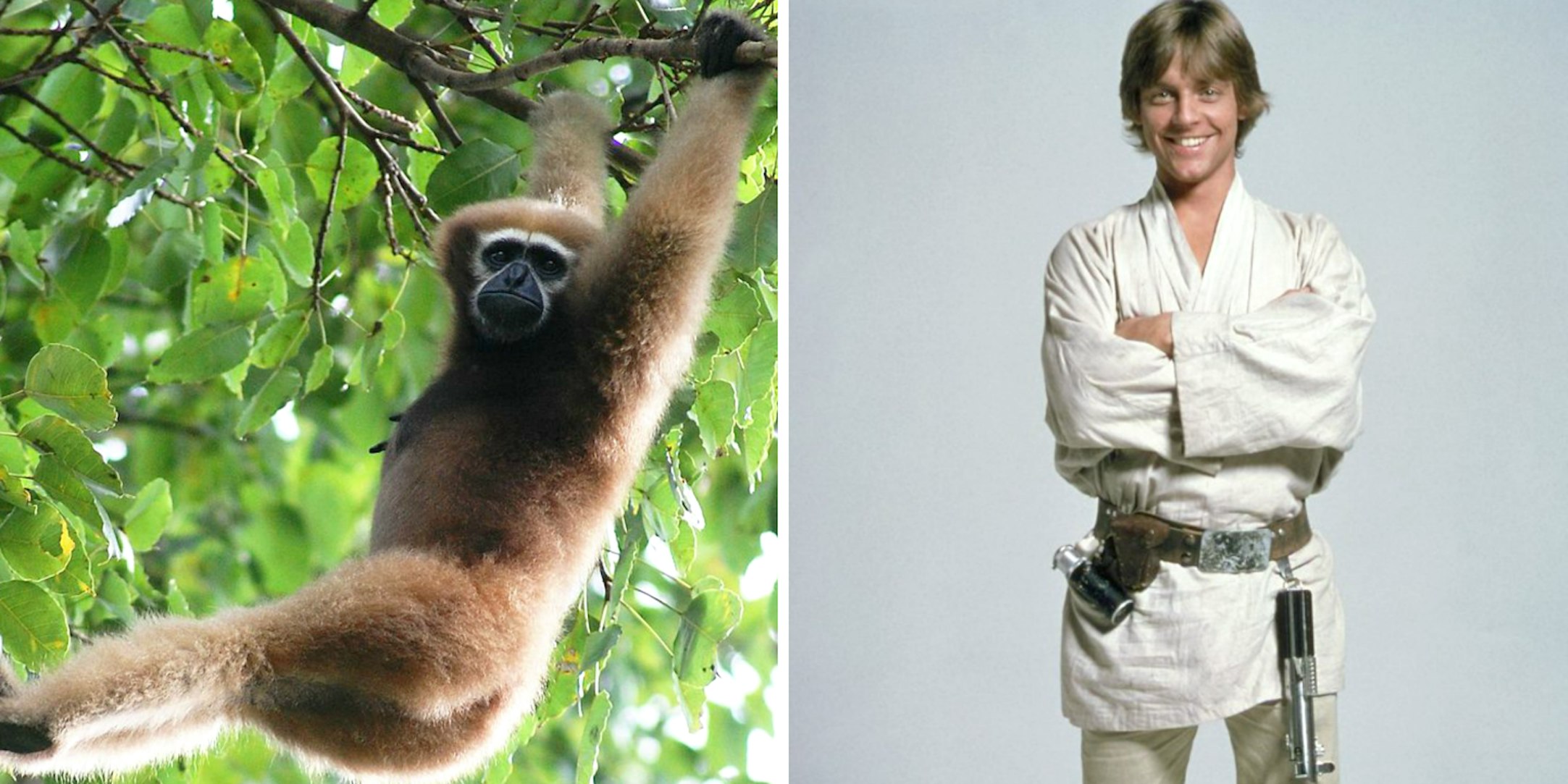 Resultado de imagen para Skywalker primate