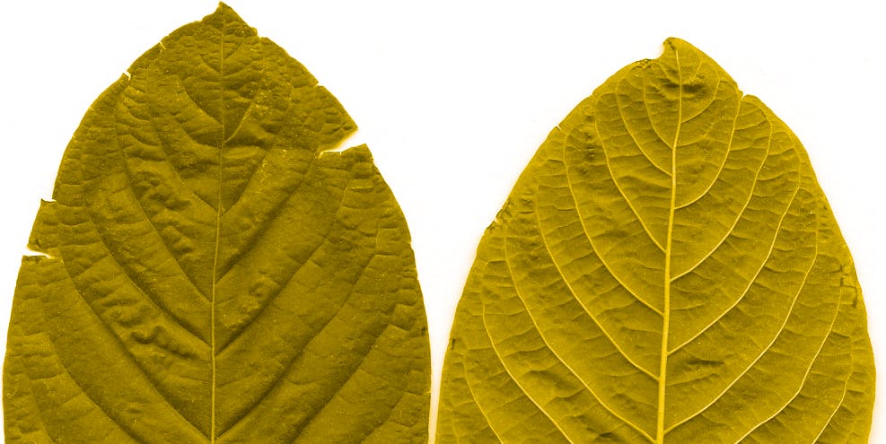 Kratom leaves