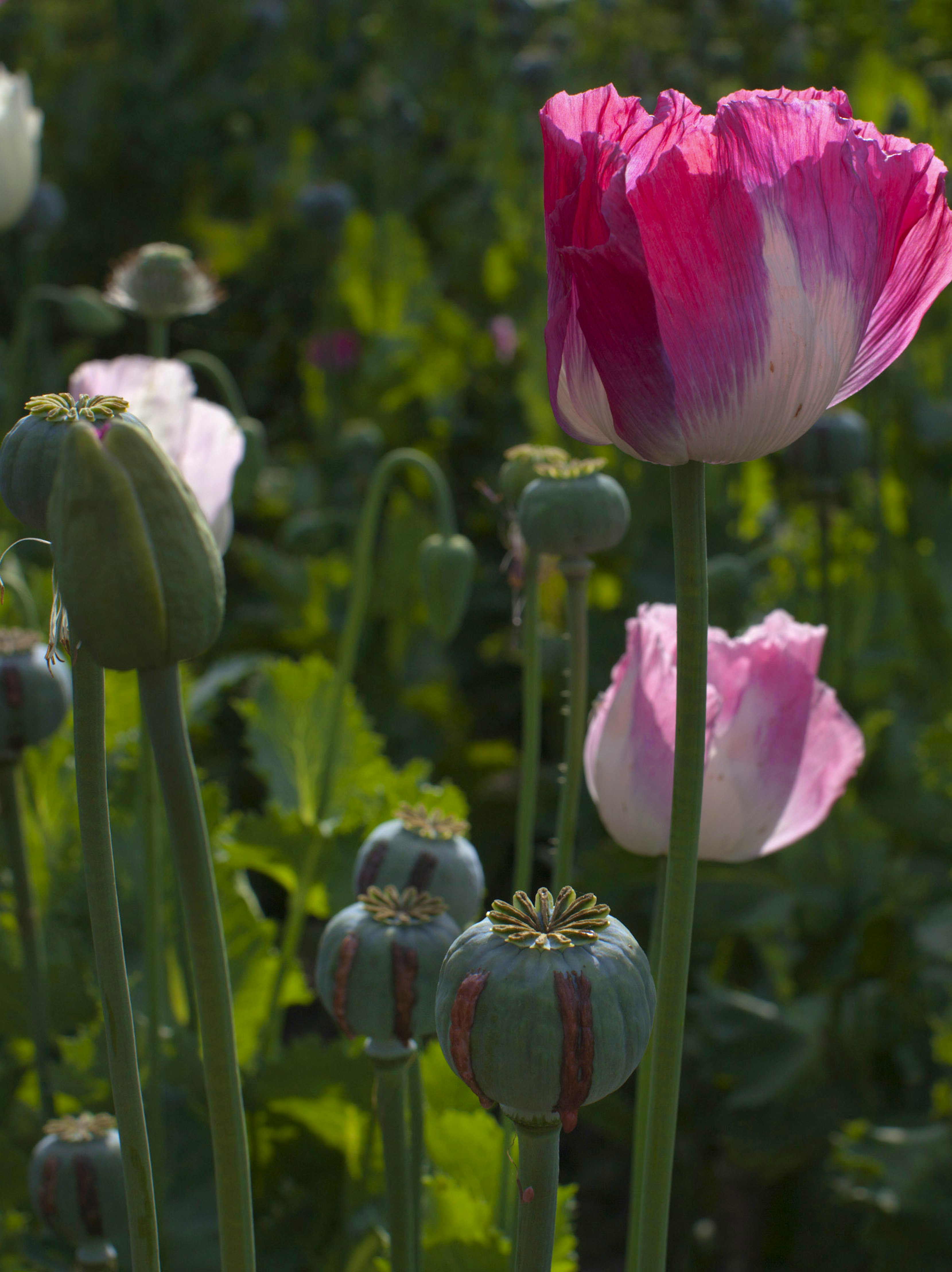 It's Legal to Grow Your Own Opium As Long As You Don't Know It Inverse