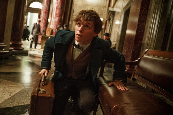 Eddie Redmayne as Newt Scamander
