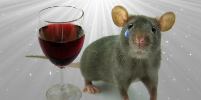 alcohol-prevents-ability-to-extinguish-fearful-memories-in-mice.png?rect=0%2C0%2C1202%2C600&auto=format%2Ccompress&w=650