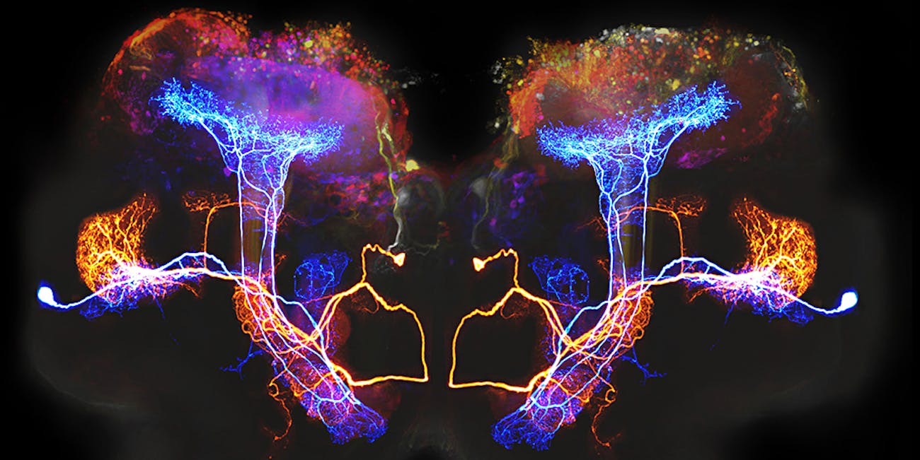 Beta lobe neurons