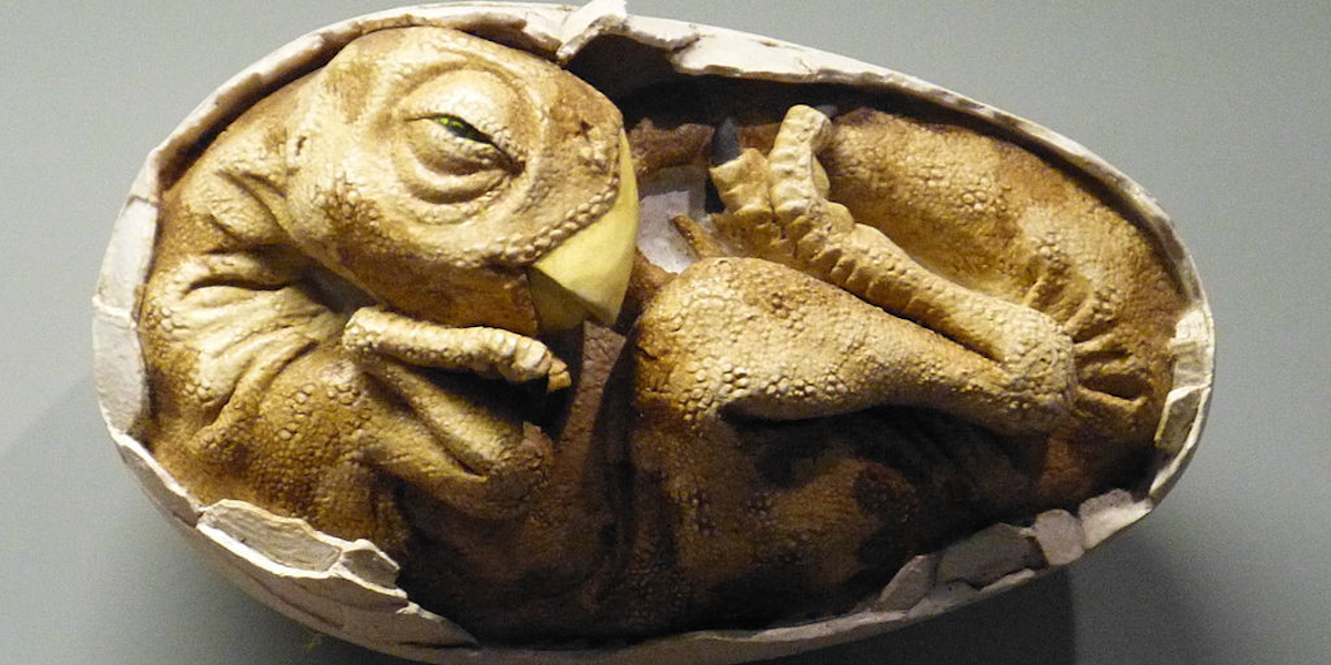 triceratops egg fossil