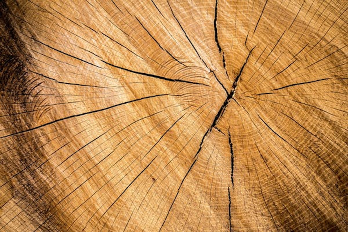 tree rings