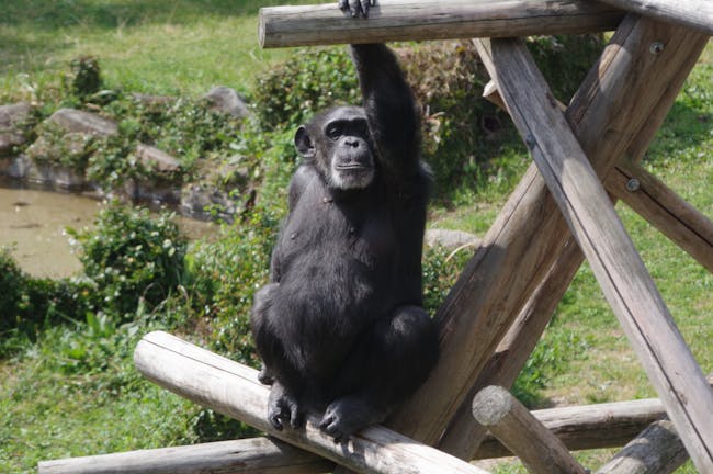 Oji zoo, Kobe, Japan