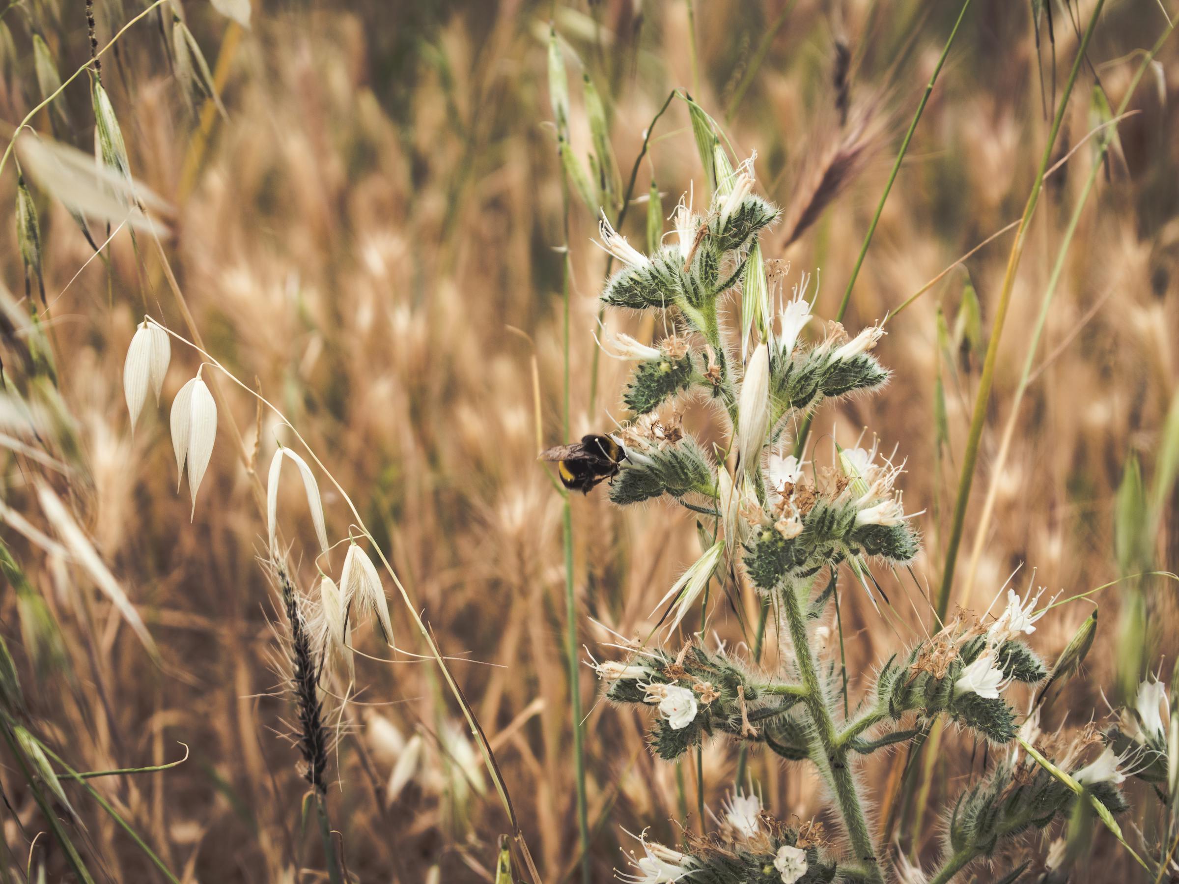 bees