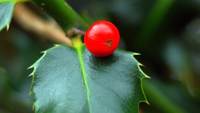 Holly berry