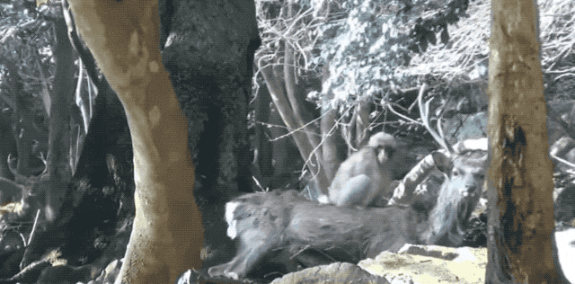 mature-male-deer-are-more-likely-to-let-adolescent-females-use-them-for-sexual-gratification.gif