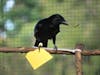 crow making a tool
